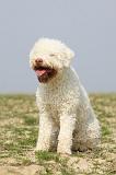 LAGOTTO 137